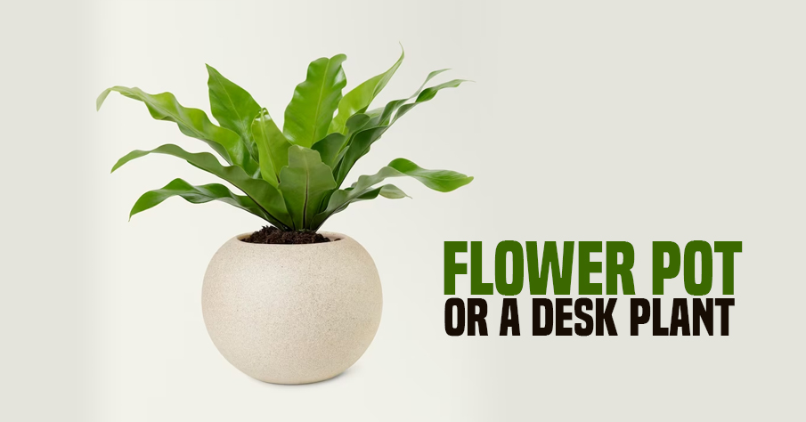 Flower pot or a desk plant | Gifts for male coworkers